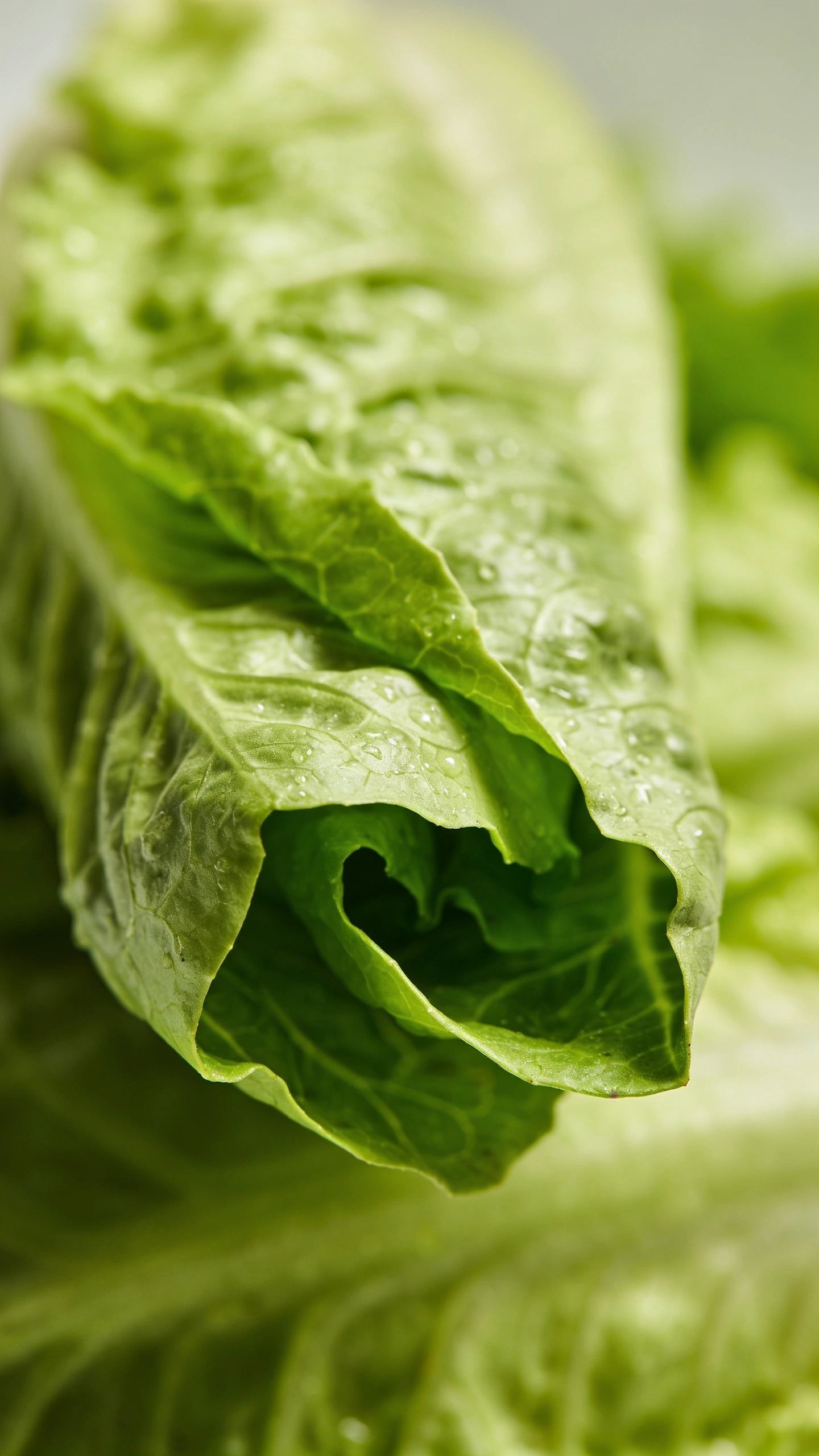 Closeup of crisp romaine lettuce leaf ready for filling